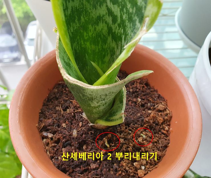산세베리아 2 뿌리내리기