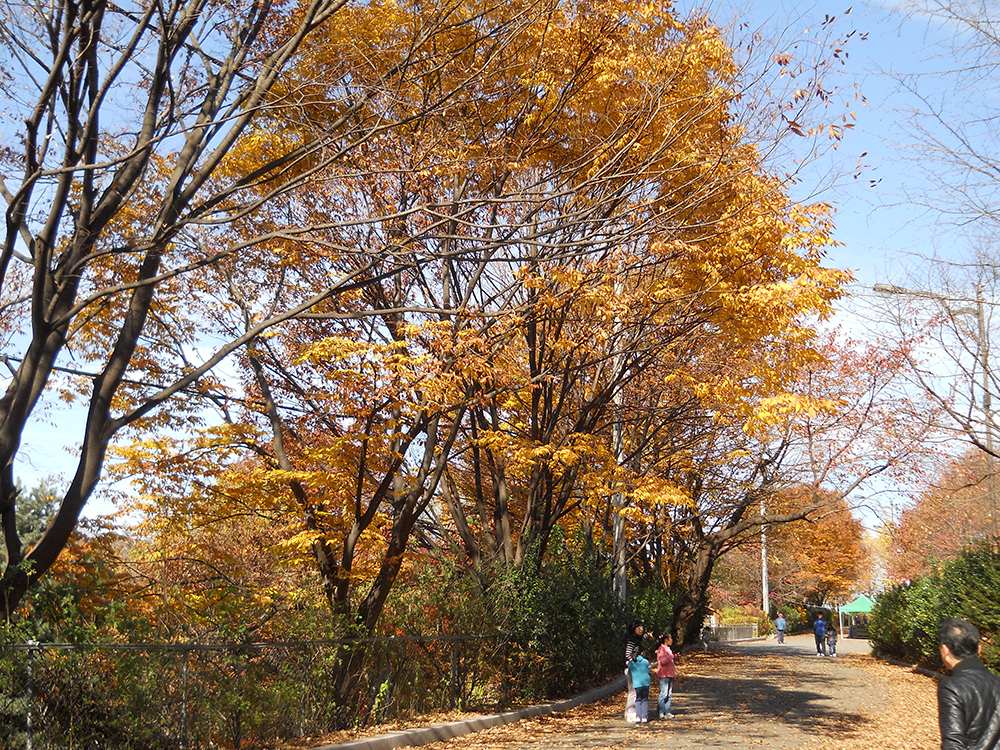 걷고 사랑하며 : 단풍이 가장 아름다운 안산자락길