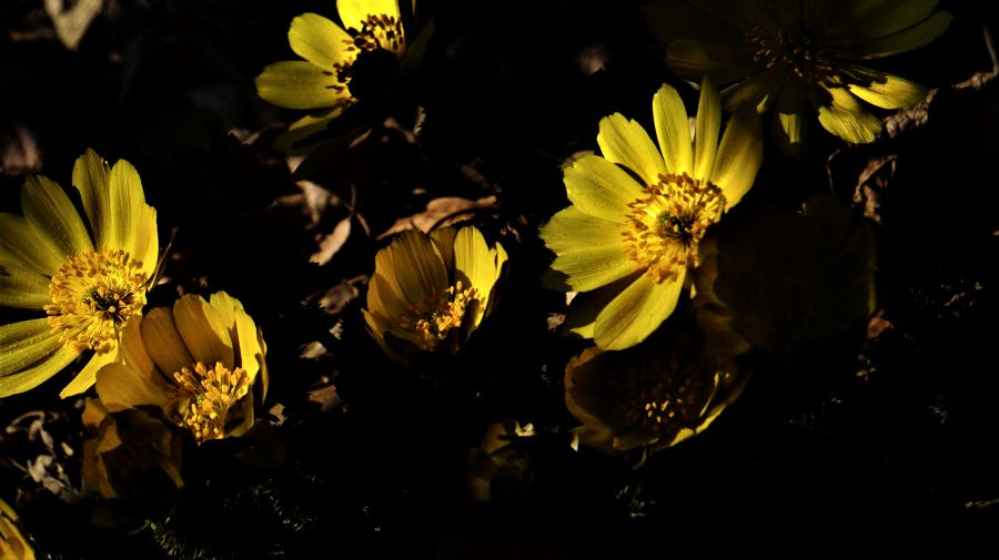 복수초 여섯 송이&#44; 근접사진&#44; 햇빛 우측광&#44; 어두운 꽃밭