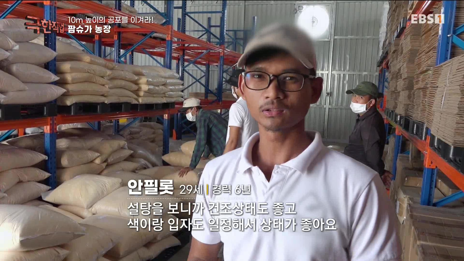 [극한 직업] 캄보디아 팜슈가 농장 230624.mp4_20230701_185227.103.jpg