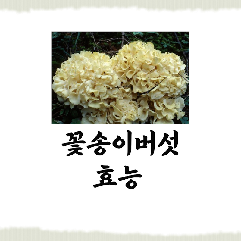 꽃송이버섯 효능 썸네일 사진