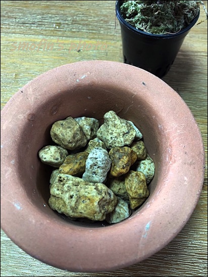 풍란 이용한 대엽심기 8