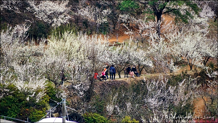 원동매하화 순매원
부산근교 원동매하화 순매원