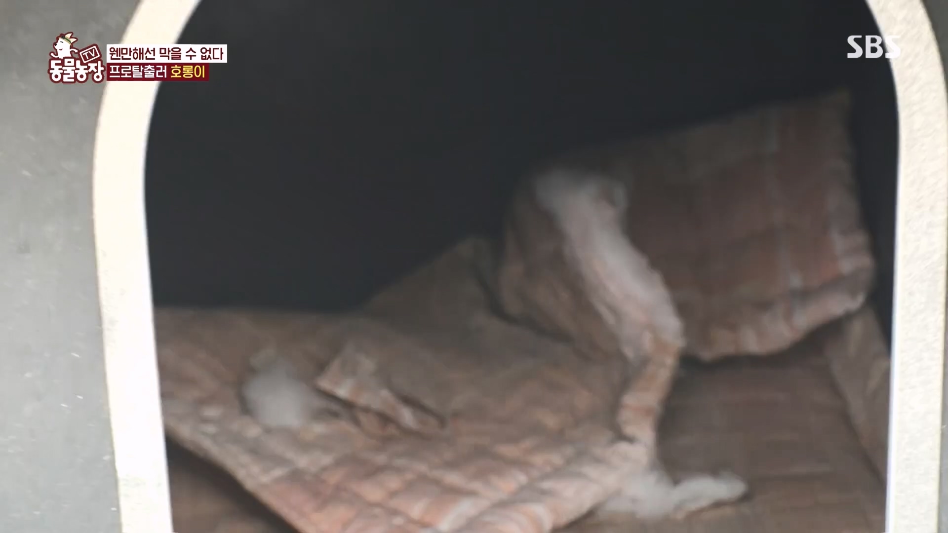 TV 동물농장.E1160.240225p.H264-F1RST.mp4_20240225_165132.759.jpg