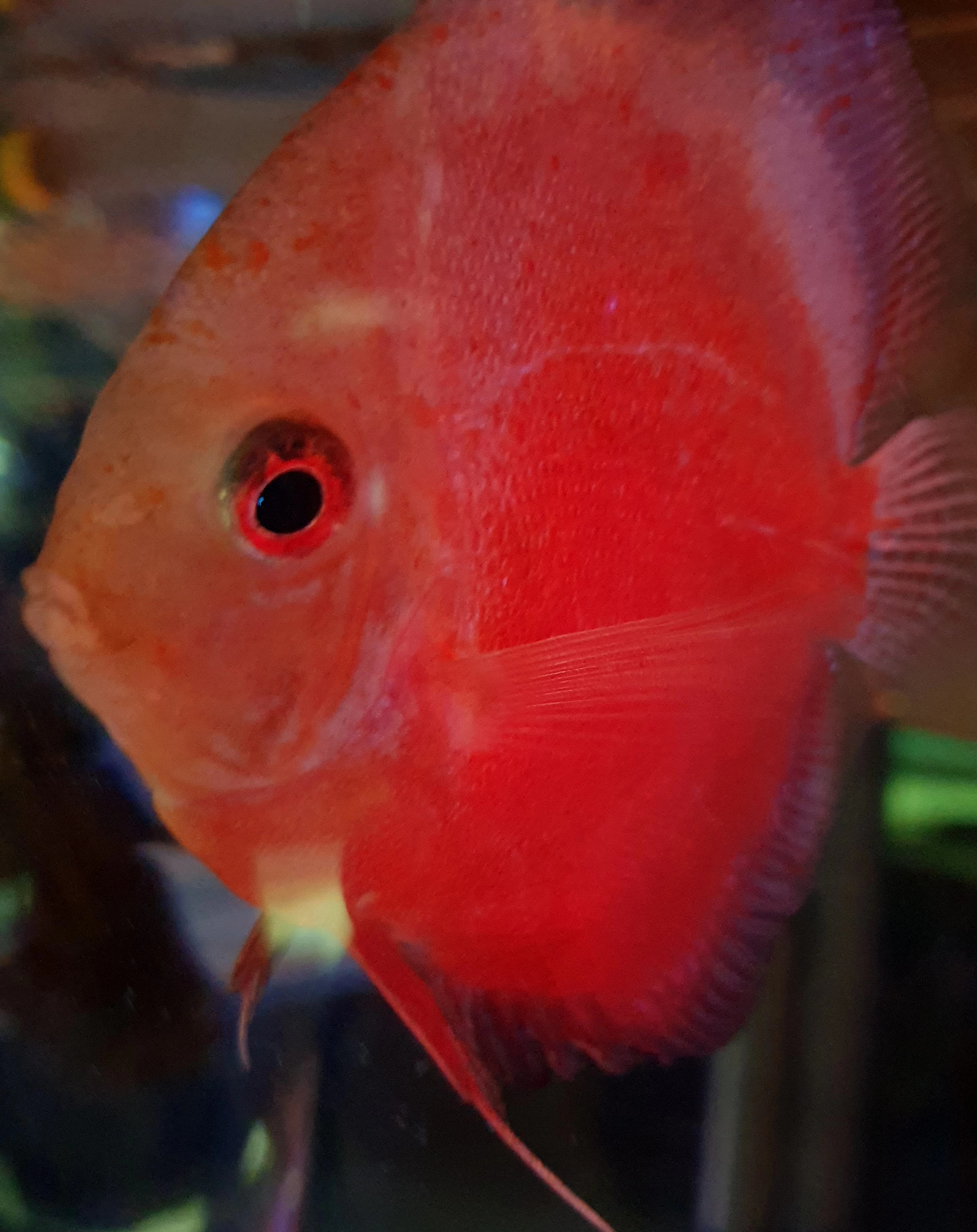 대전 엑스포 아쿠아리움 : 네이버 블로그, image size:2885x3639