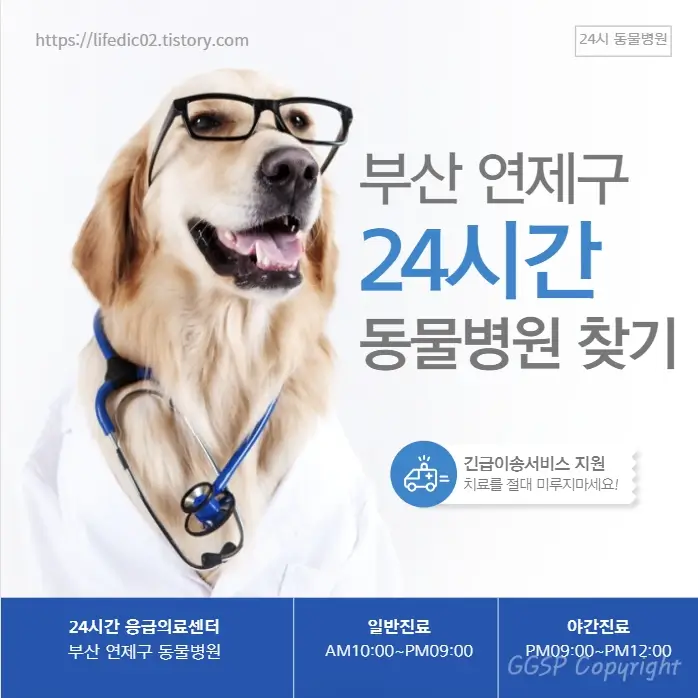  부산 연제구 근처 동물병원 찾기 24시간 일요일 반려동물 병원