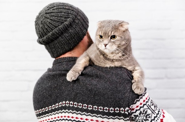  고양이 당뇨 증상 및 원인, 치료, 관리 방법 : 완치 가능성