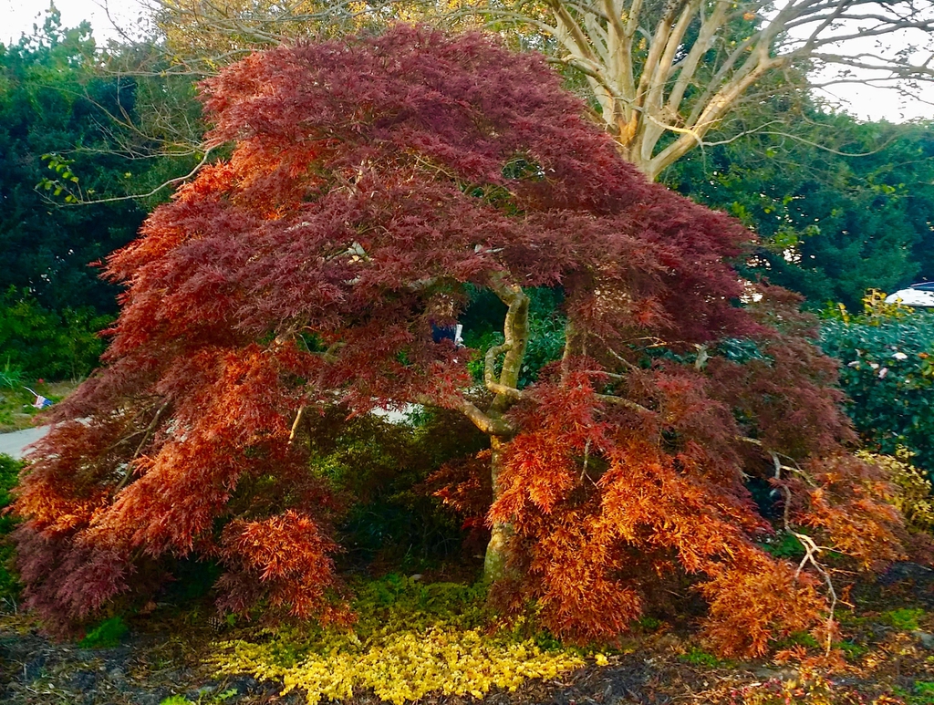 공작단풍(Acer palmatum dissectum)