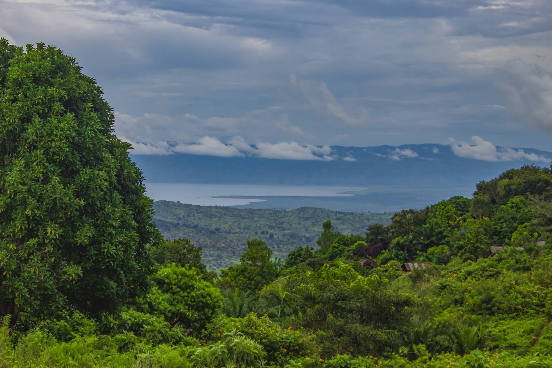 콩고 열대우림