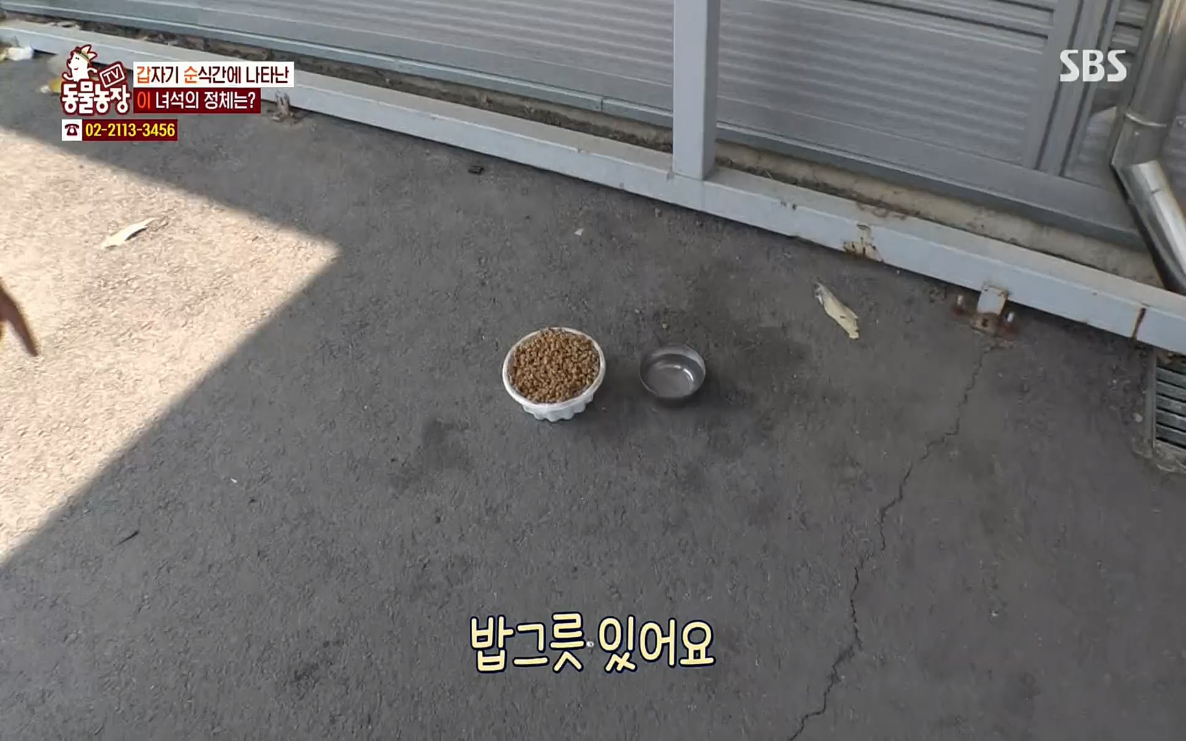 TV 동물농장.E1064.220410p.H264-F1RST.mp4_20220410_184956.992.jpg