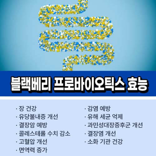 블랙베리_프로바이오틱스_효능