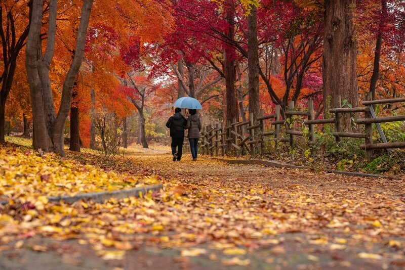 단풍나무가 많은 산길을 걷고 있는 사람 사진