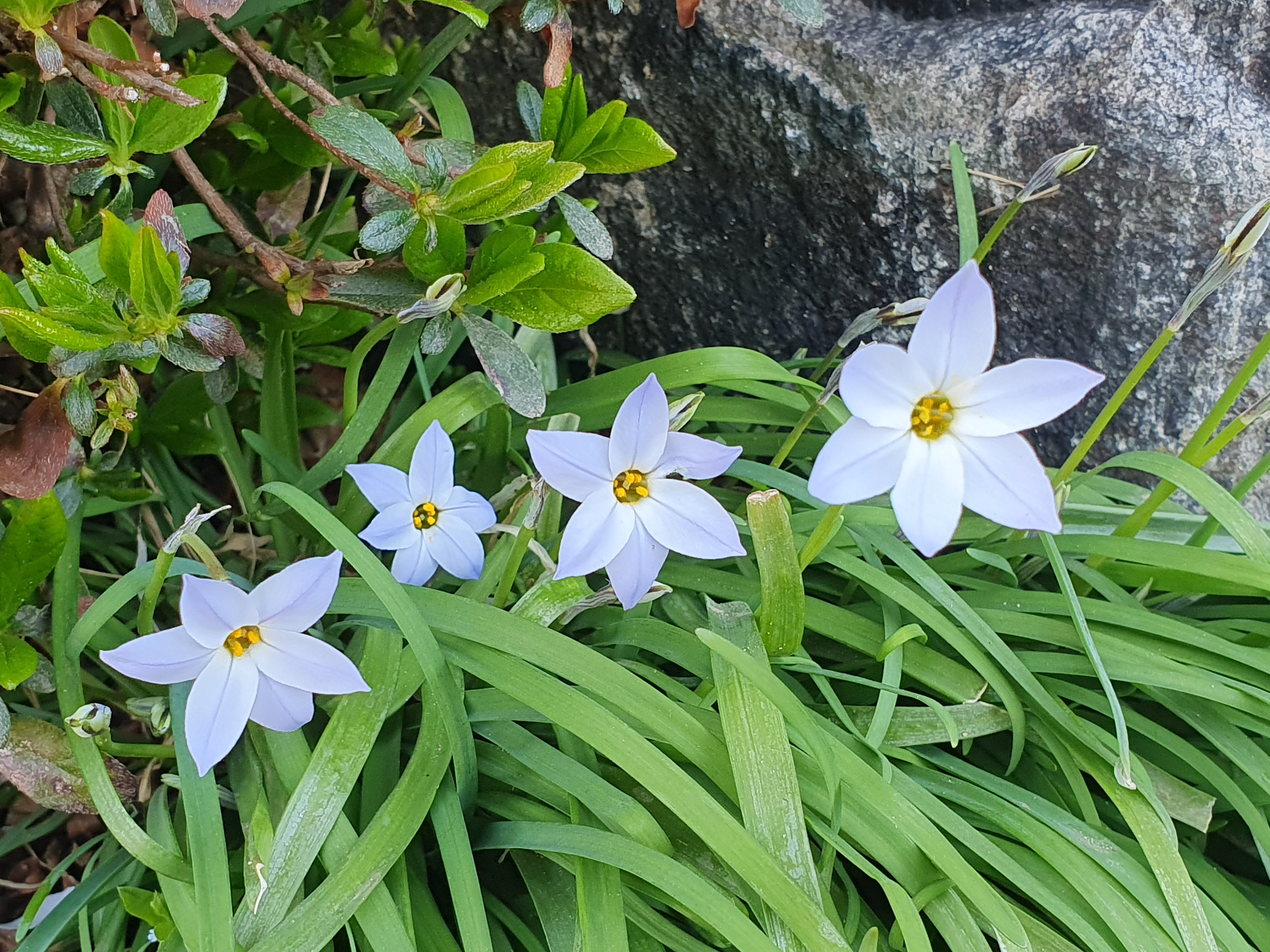 아이페이온(Ipheion)&#44; 향기별꽃&#44; 자화부추&#44; 꽃부추&#44; 춘성화