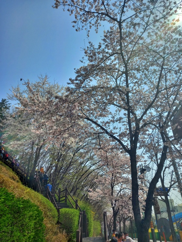 계양산 벚꽃