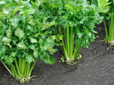 샐러리 효능 10가지 21