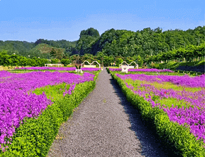영천-가볼만한곳-영천-생태공원-보라색유채꽃