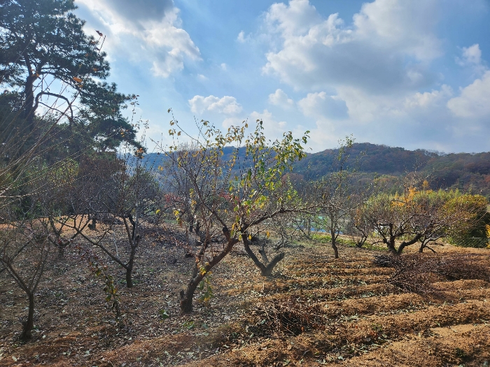 군산지원2022타경25668 대상 토지상 제시외 수목 일부