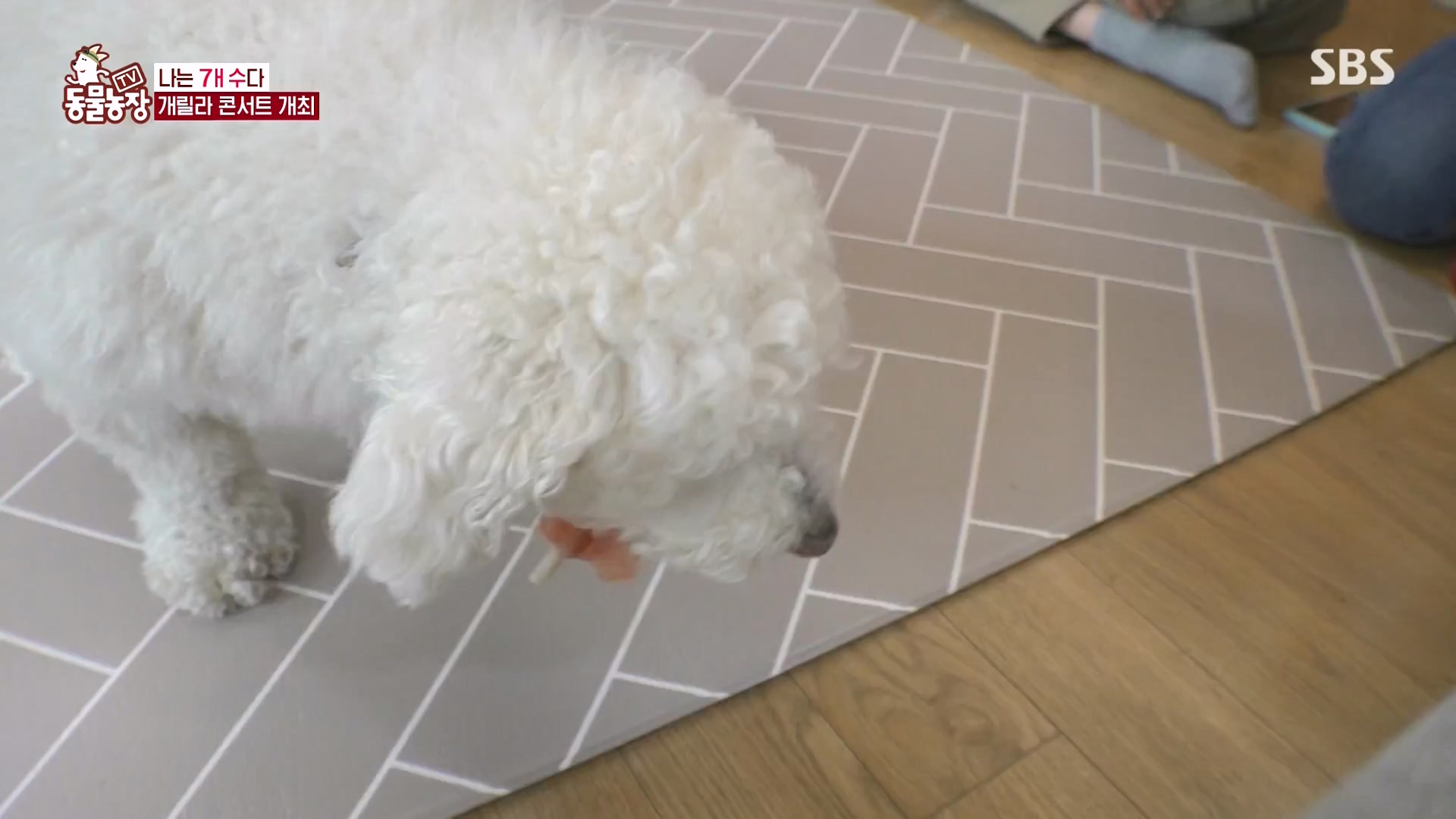 TV 동물농장.E1166.240407p-NEXT.mp4_20240407_164504.803.jpg