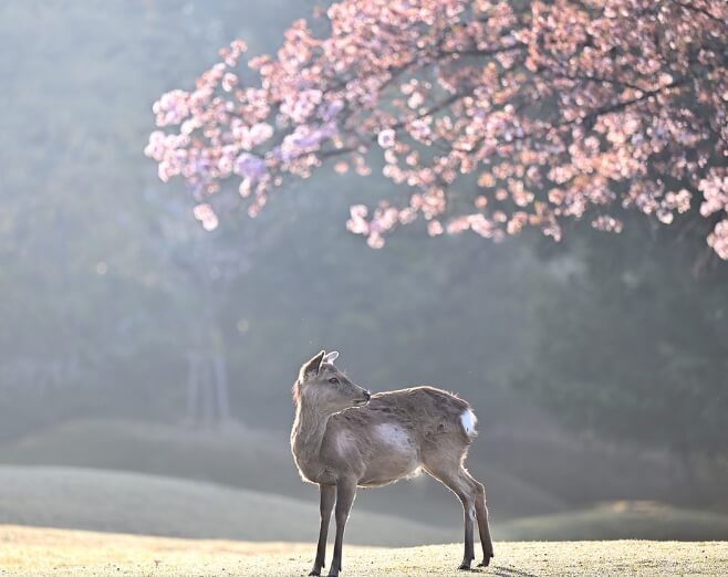 벚꽃 명소