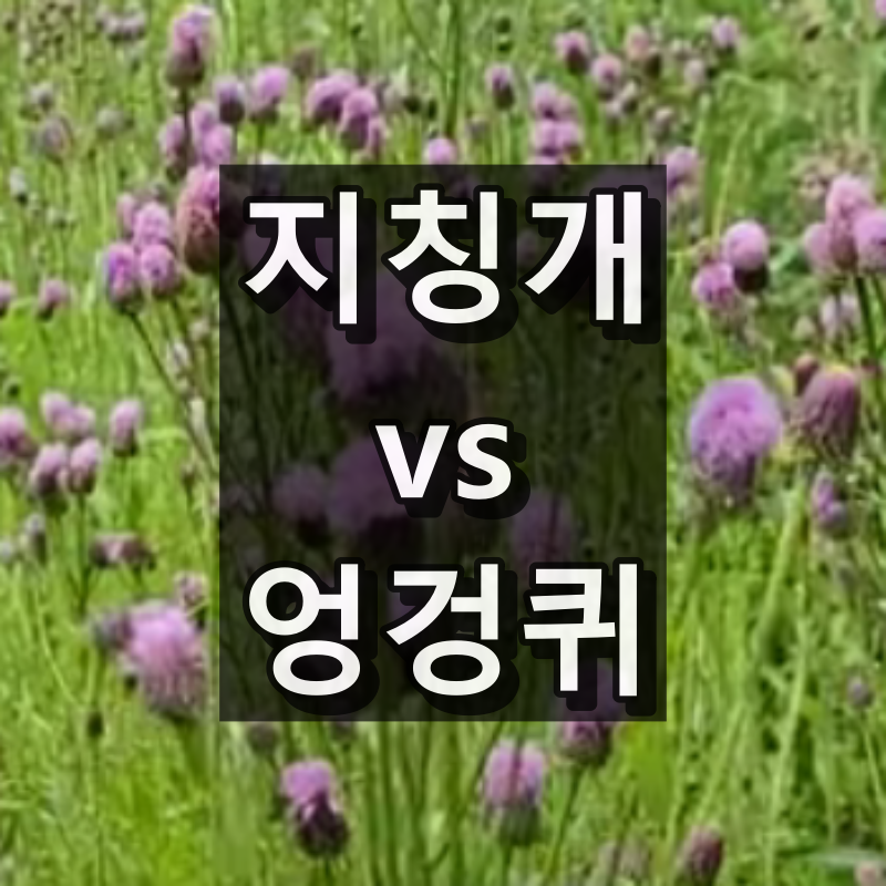 지칭개 엉겅퀴 차이 알아보기