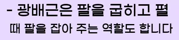  - 광배근은 팔을 굽히고 펼 때 팔을 잡아 주는 역할도 합니다.