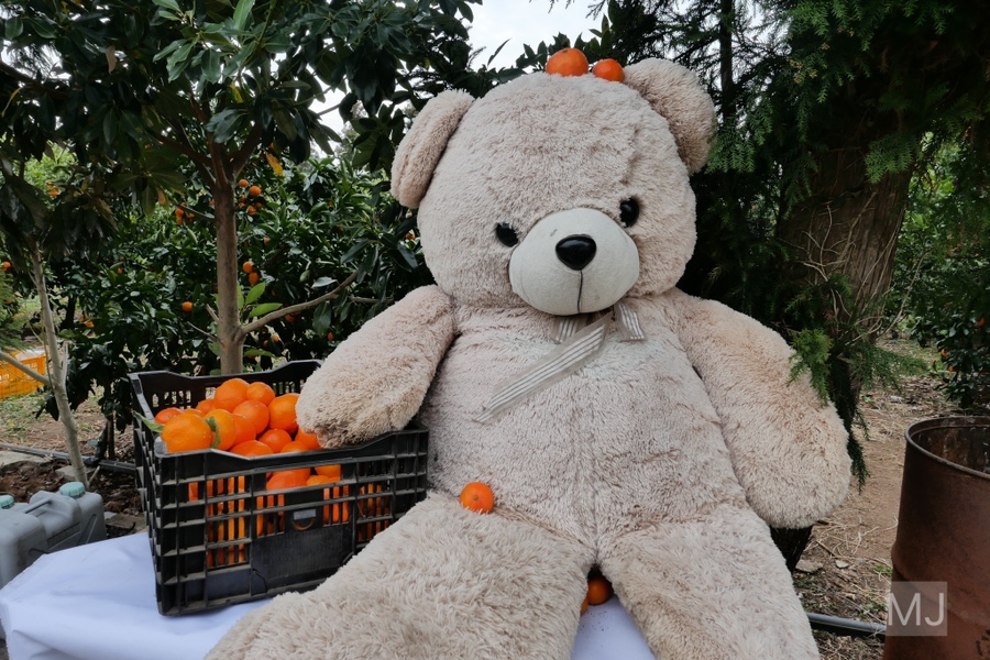 어린왕자 체험 in 감귤밭 카페 34