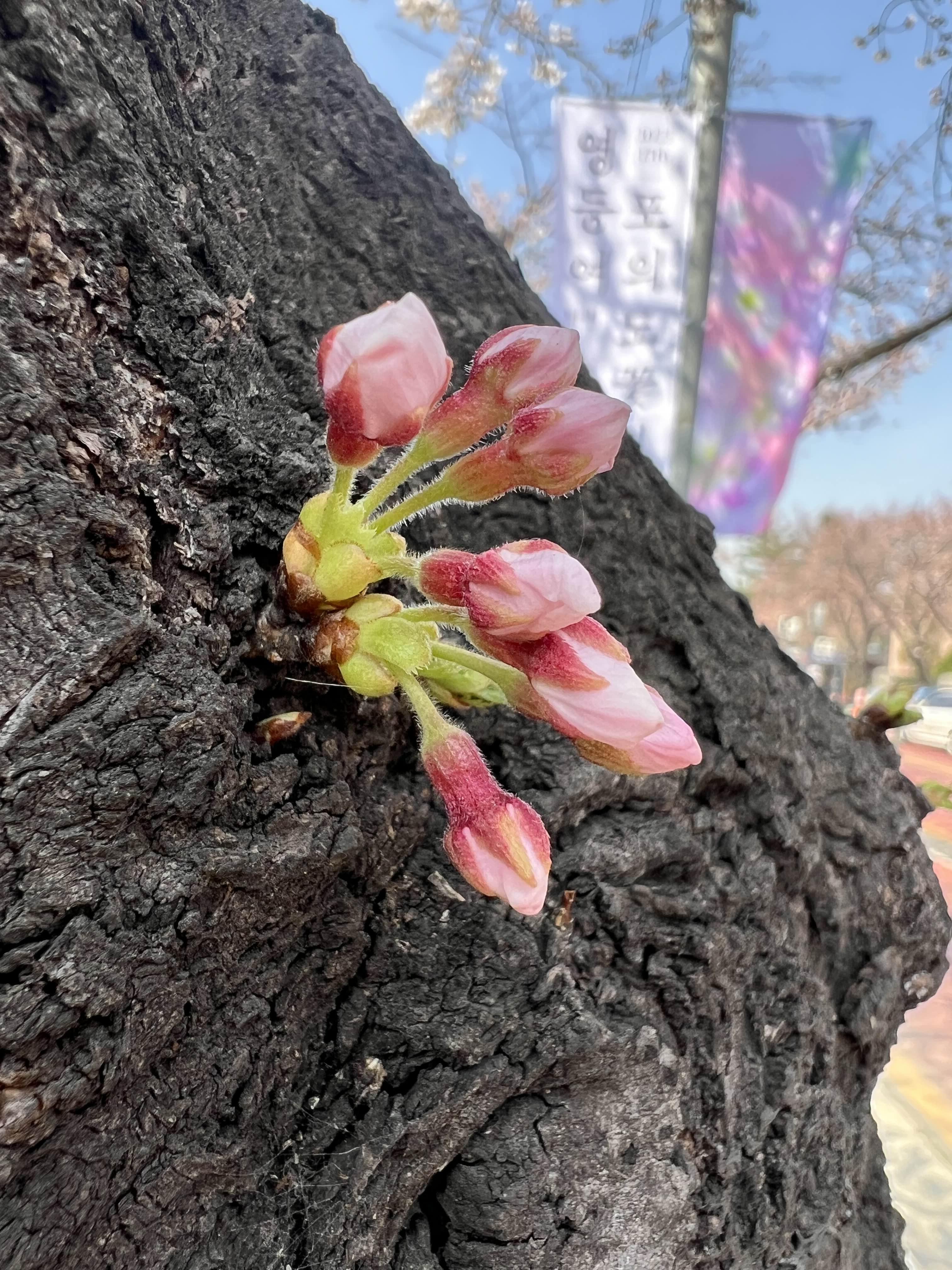 여의도 벚꽃의 윤중로 상황 / 2023.03.27 16