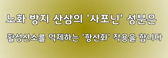 노화 방지 산삼의 '사포닌' 성분은 활성산소를 억제하는 '항산화' 작용을 합니다