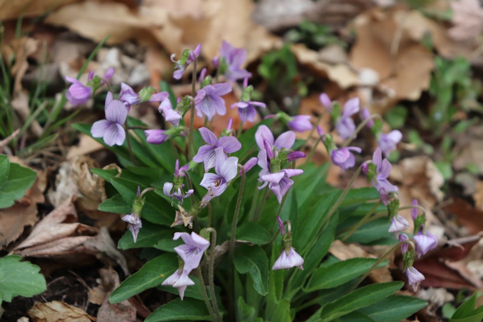 홍릉시험림(홍릉수목원) #페이지 토.일요일서울가볼만한곳