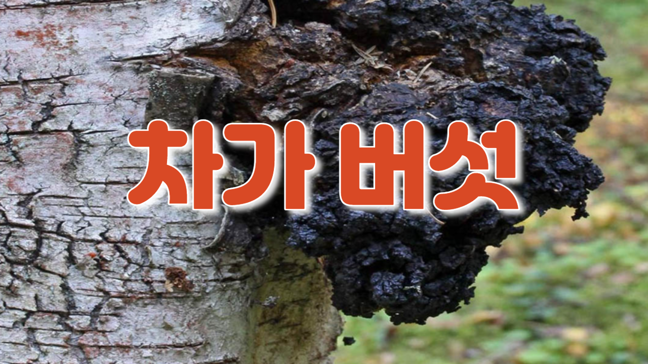  차가버섯(봇나무혹버섯,챠가,자작나무버섯)