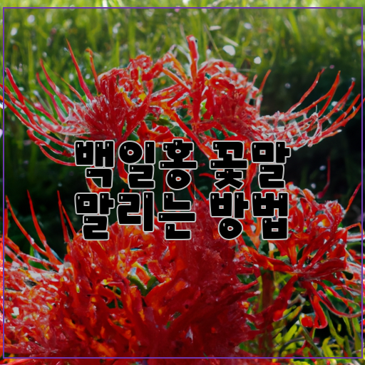 백일홍-예민한-꽃-보관-방법