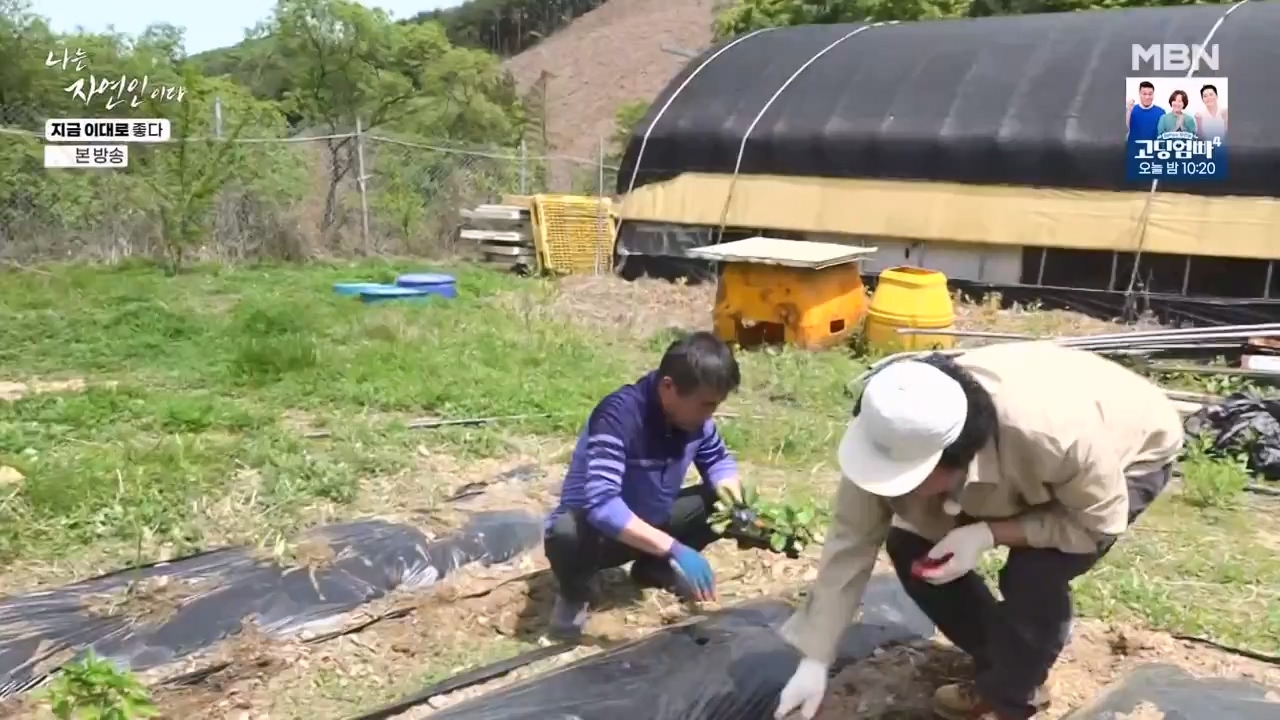 나는 자연인이다.E605.240516p-NEXT.mp4_20240516_194935.580.jpg