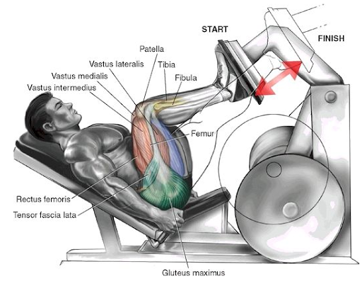 레그 프레스 JK산업 - 레그 16