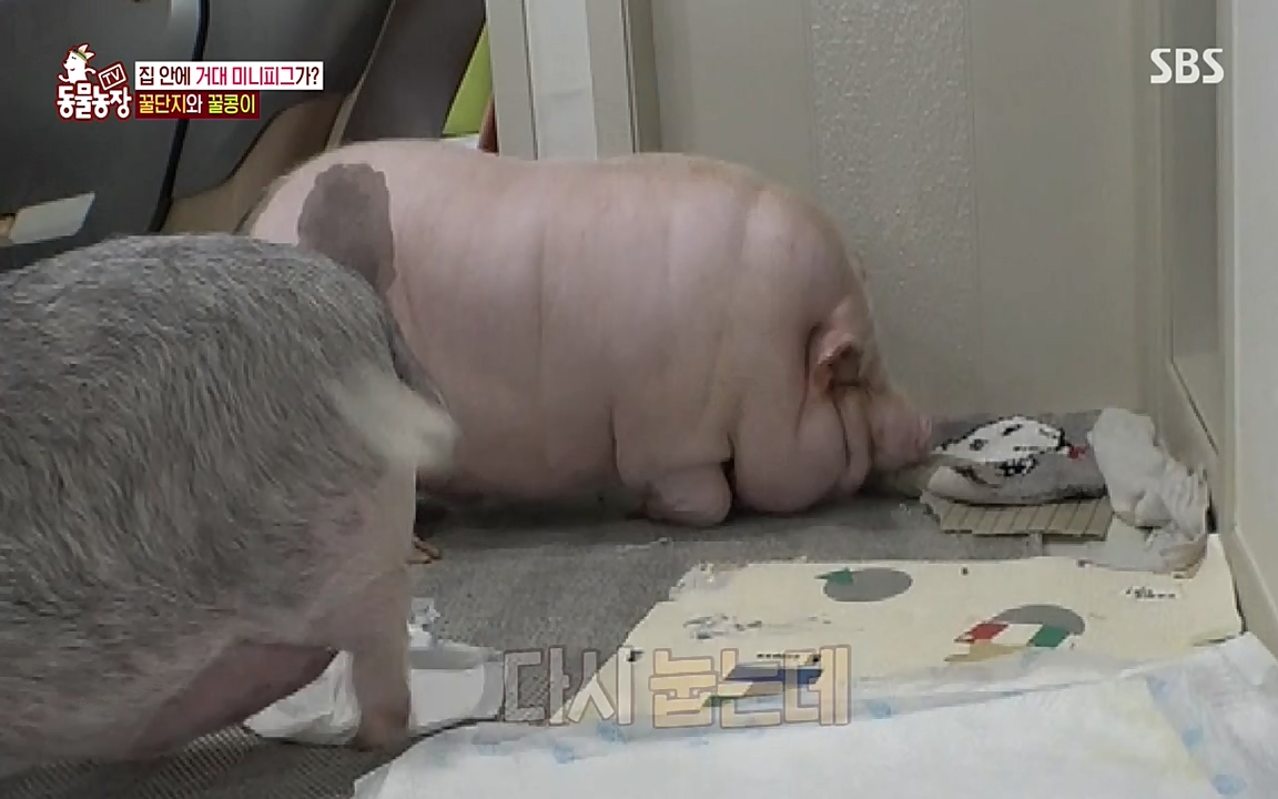 TV 동물농장.E1080.220732p-NEXT.mp4_20220731_174225.117.jpg