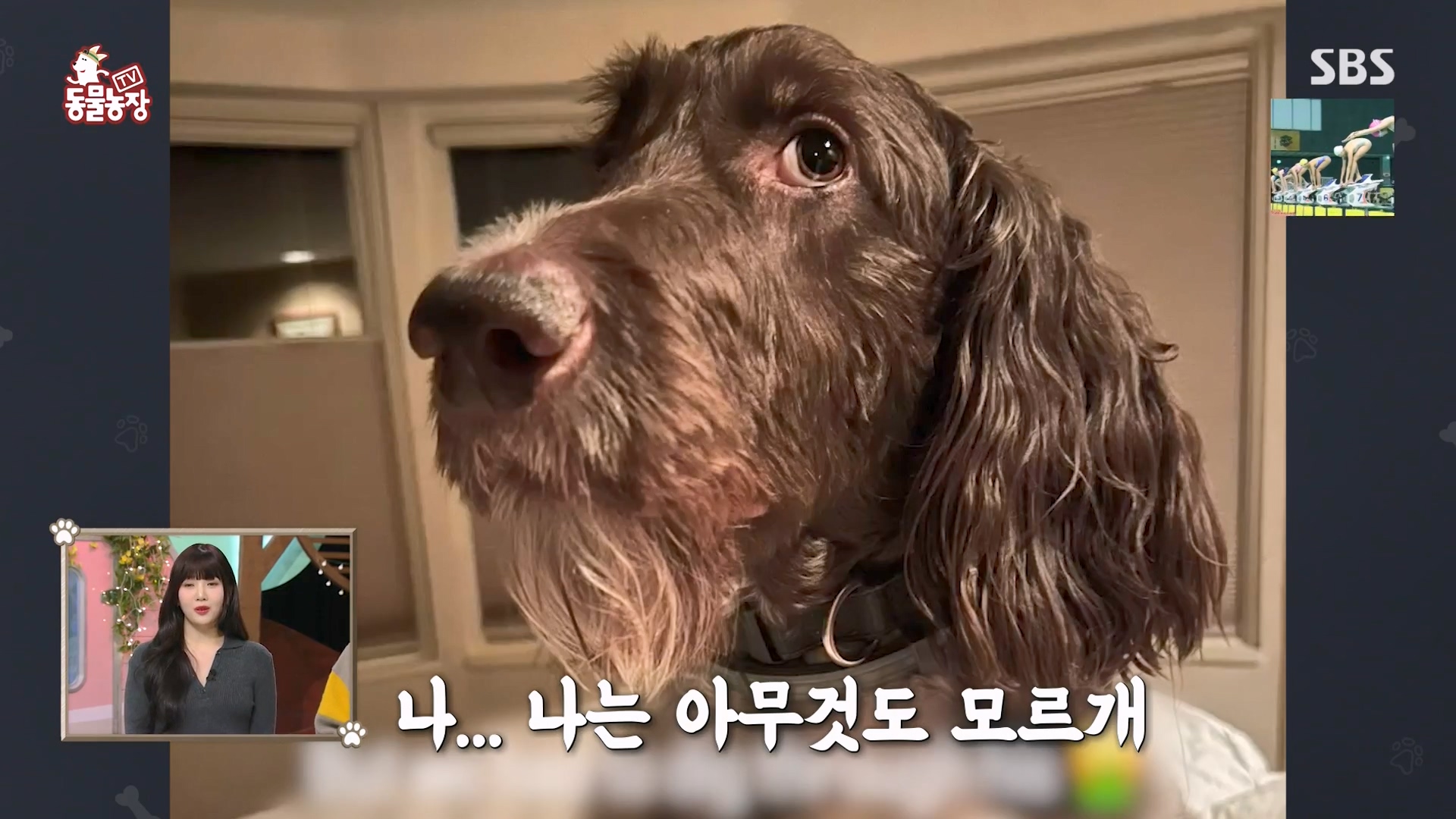 TV 동물농장.E1157.240204p-NEXT.mp4_20240204_164233.859.jpg