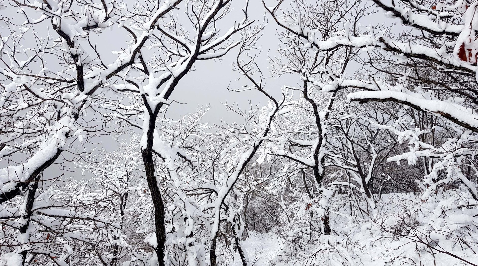 울산 가지산 설경