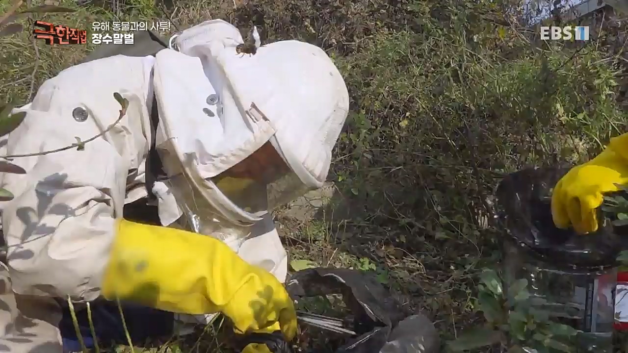 TV - 교육의 중심 EBS유해 동물과의 사투! 등검은말벌, 야생 멧돼지 퇴치.mp4_20221129_195007.509.jpg