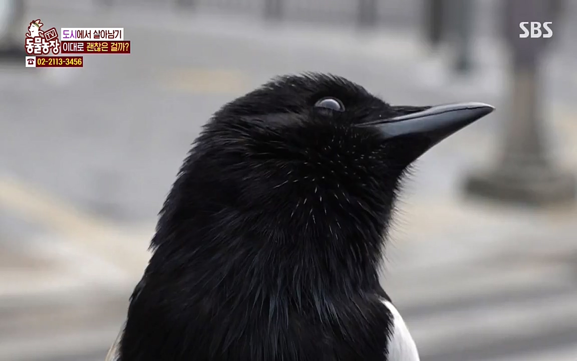 TV 동물농장.E1065.220418p-NEXT.mp4_20220417_181301.170.jpg