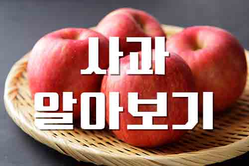  사과, 아삭아삭 일년 내내 즐기는 사과의 모든것