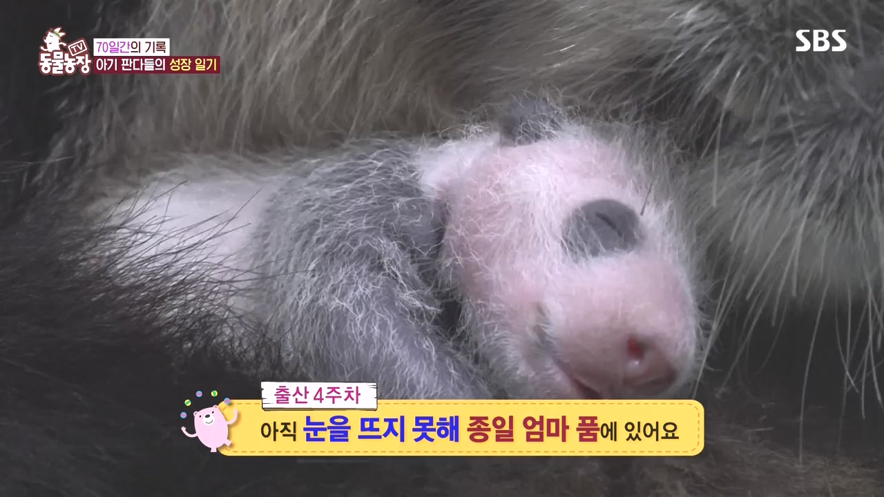 TV 동물농장.E1142.231023p-NEXT.mp4_20231022_173952.564.jpg
