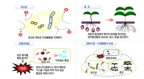  EM 유용미생물