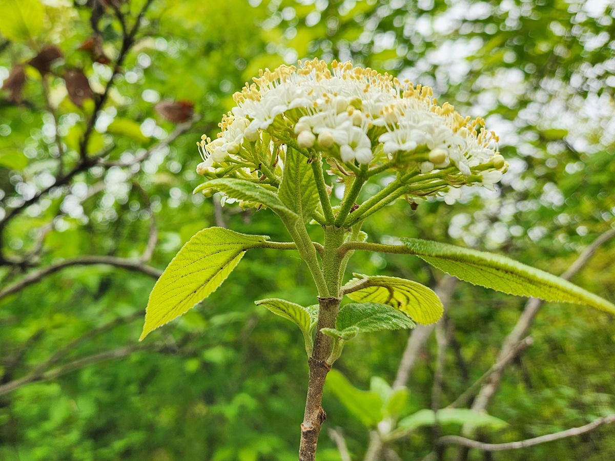 산분꽃나무