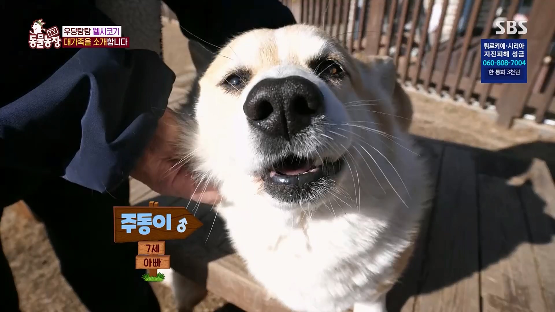 TV 동물농장.E1108.230212p.H264-F1RST.mp4_20230212_182132.793.jpg