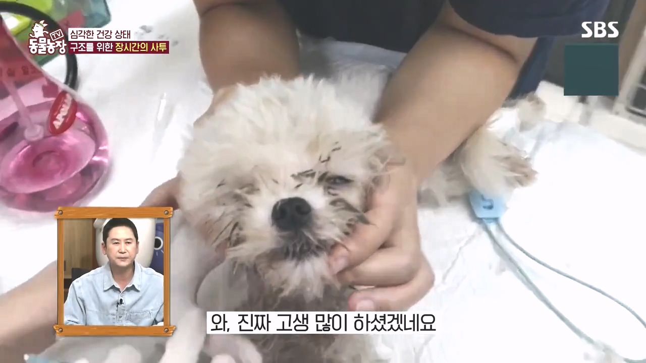 TV 동물농장.E1142.231023p-NEXT.mp4_20231022_172738.336.jpg