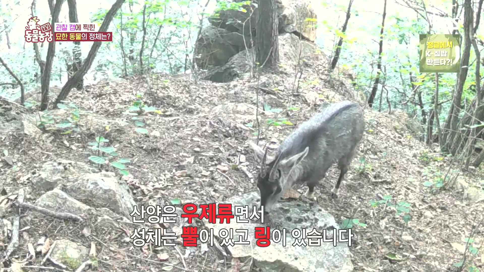 TV 동물농장.E1185.240818p.H264-F1RST.mp4_20240818_160801.454.jpg