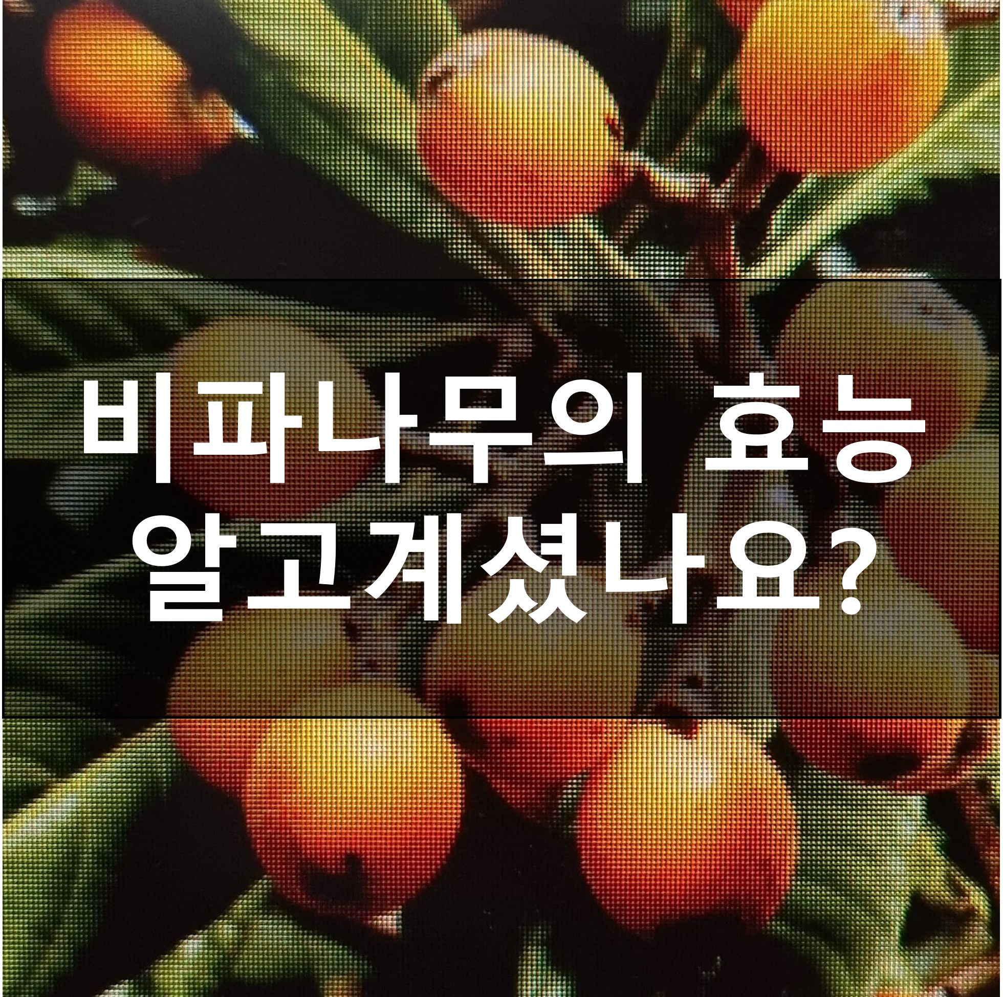 비파나무-썸네일