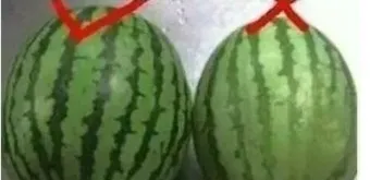 맛있는 수박 고르는법 5가지 feat 좋은 수박 암수 구별법_16