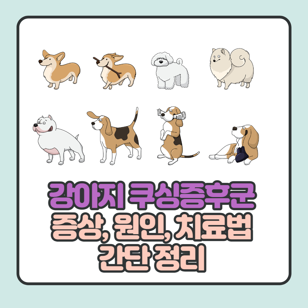  강아지 쿠싱증후군 증상, 원인, 치료법 간단 소개
