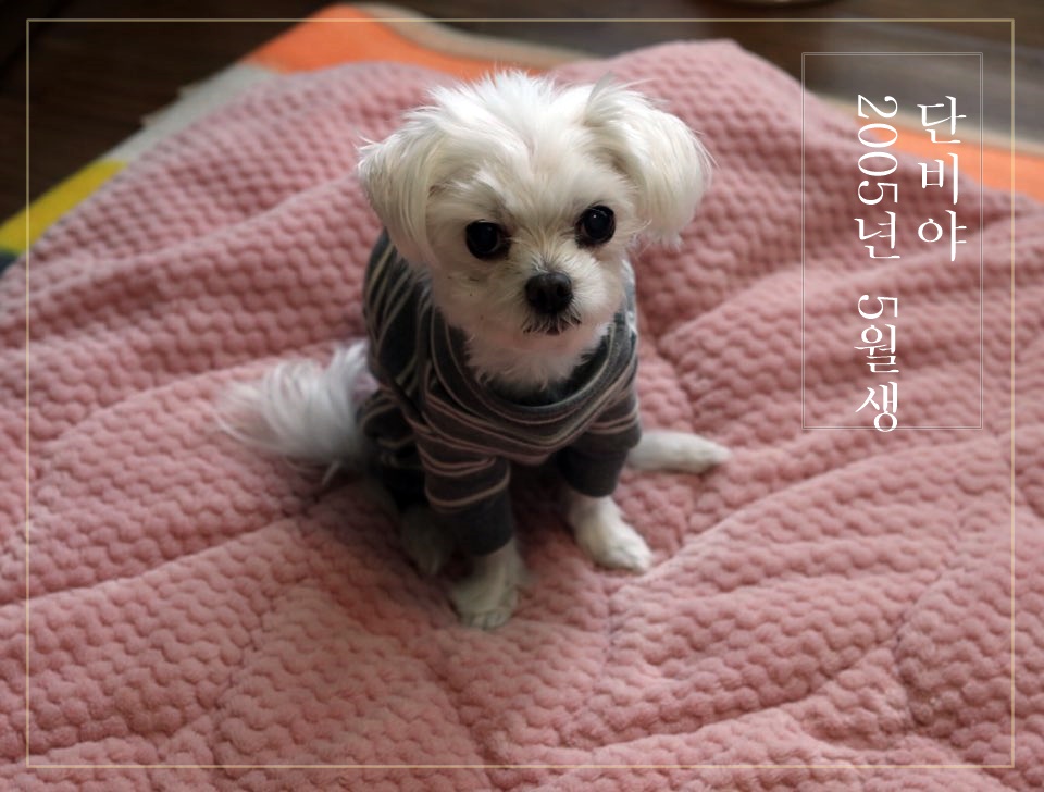  반려견등록 내장칩 이제 의무인거 아시죠? 꼭 해주세요!