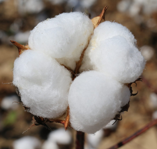  목화, 면화 (COTTON) 효능 및 부작용, 올바른 사용법 알고 가세요.
